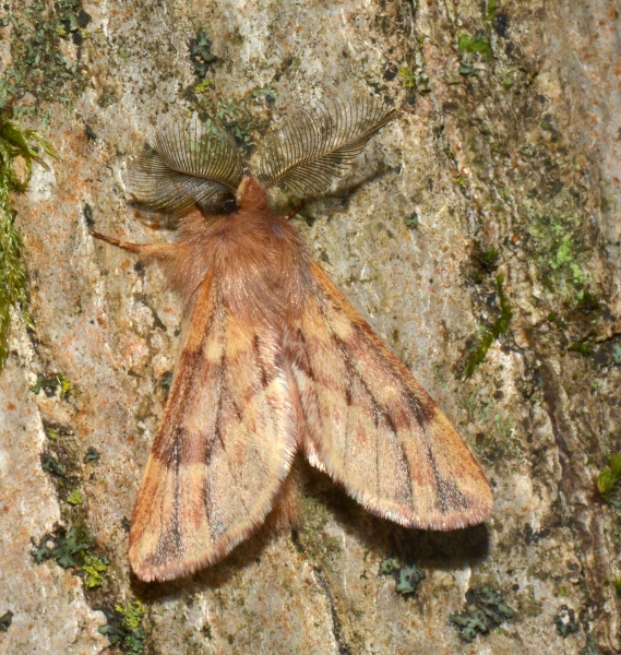 Ptilophora plumigera